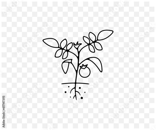 Tomatoes, tomato, plant, vegetables, food and meal, linear graphic design. Garden, beds, agriculture, agricultural, farm and farming, vector design and illustration