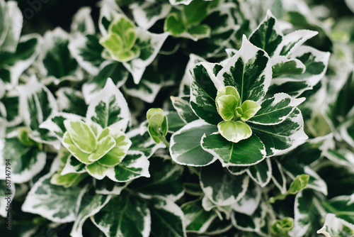 Принти на полотні Euonymus Fortunei Emerald Gaiety with green and white leaves