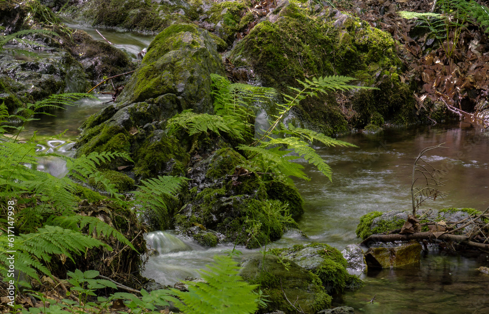 A small forest stream and stone with moss and fern. A small forest stream and stone with moss and fern.