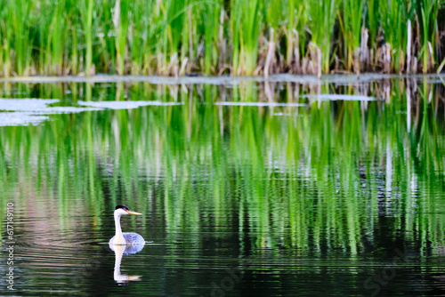 Western Grebe at Crystal Peak Park lake