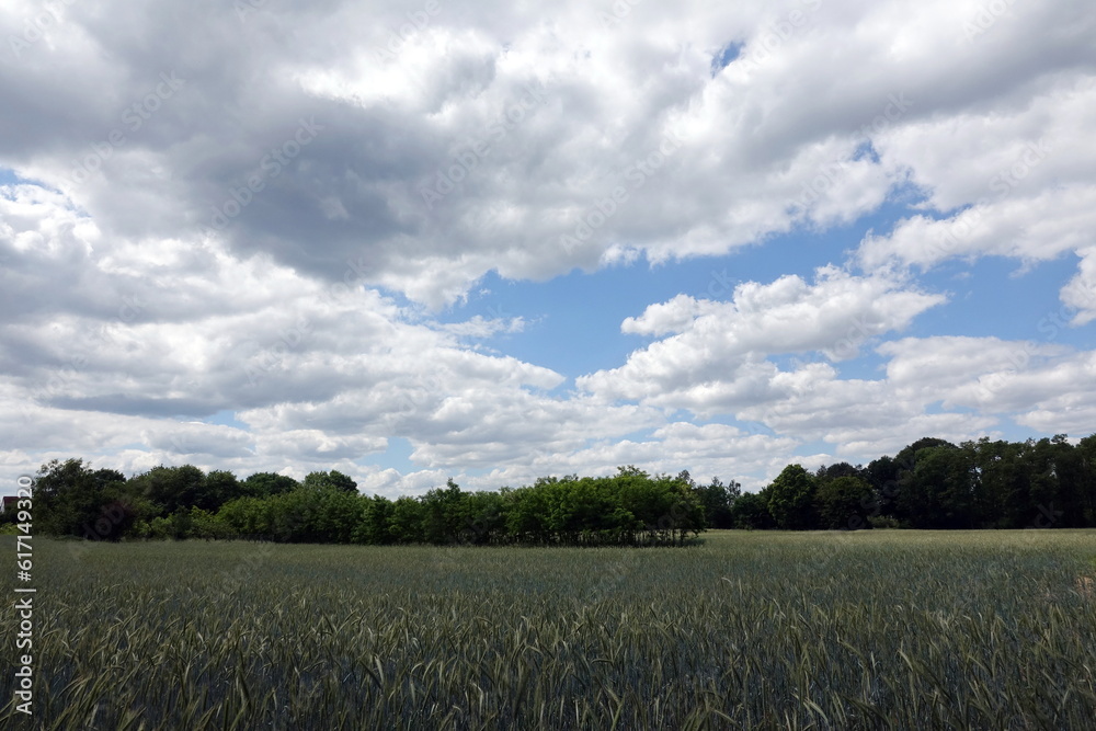 Fototapeta premium Feld mit Wolkenhimmel