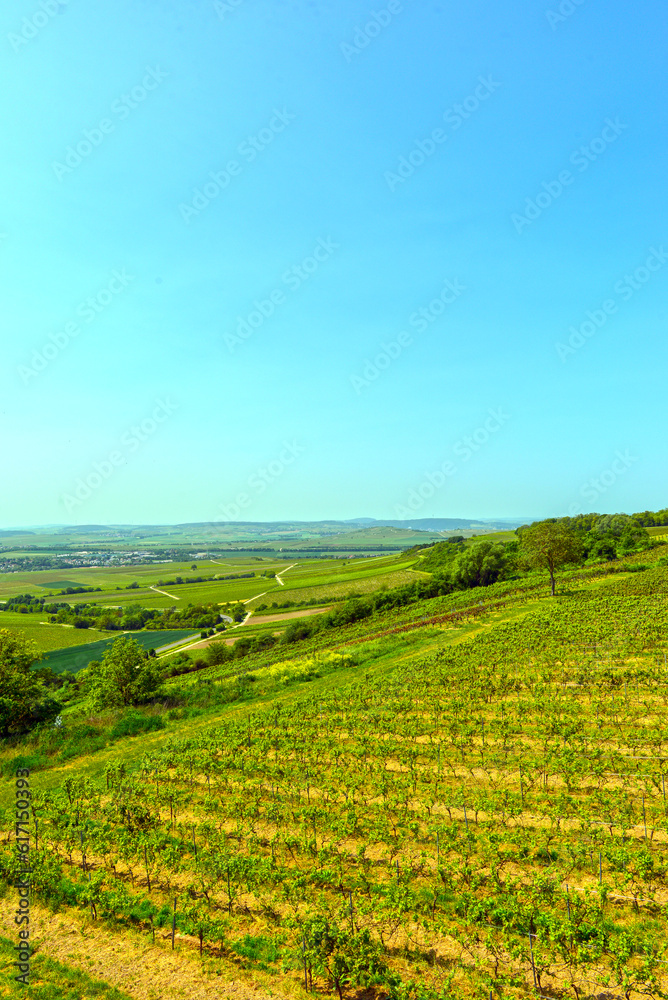 Weinbaugebiet in Sprendlingen ,Ortsgemeinde im Landkreis Mainz-Bingen in Rheinland-Pfalz