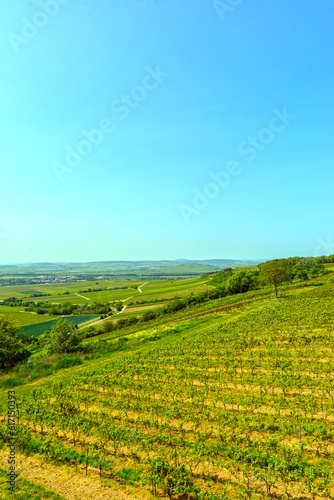 Weinbaugebiet in Sprendlingen  Ortsgemeinde im Landkreis Mainz-Bingen in Rheinland-Pfalz