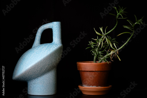 Vase and Plant
