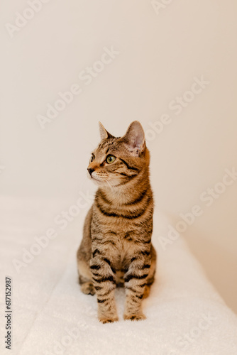Young tabby kitten in front of a white wall.