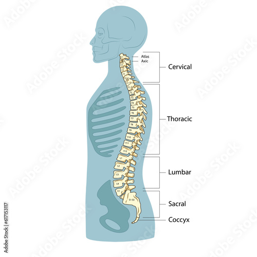 Human spine structure vertebral column diagram schematic vector illustration. Medical science educational illustration