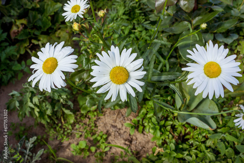 Common nivyanik (L. Leucanthemum vulgare), or garden chamomile photo