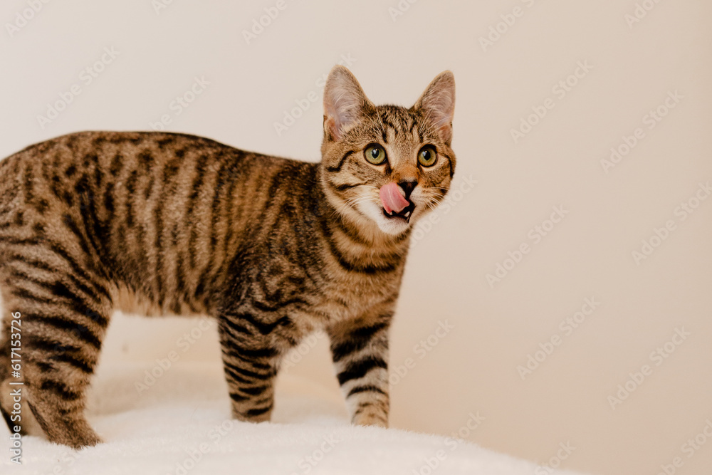 A young tabby kitten doing some cute poses in front of a white wall.