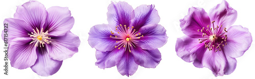 Violet flower blossom collection isolated on white background as transparent PNG, generative AI