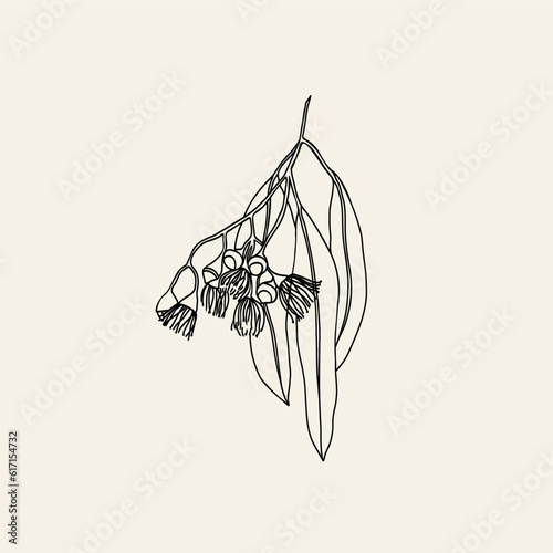 Line art eucalyptus branch illustration. Australian native plant