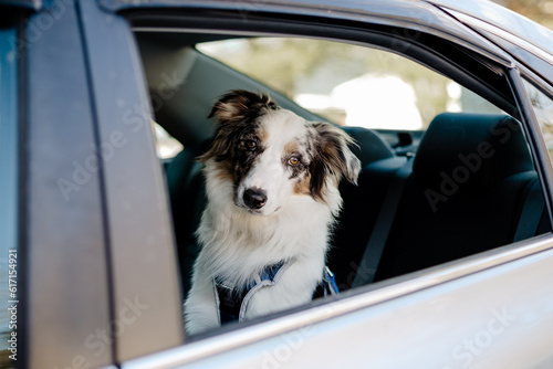 Young border collie, Australia shepherd dog traveling in the backseat of a car.