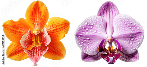 Orchid blossom collection, flower bundle in two colours (orange, violet) isolated on white background as transparent PNG, generative AI photo