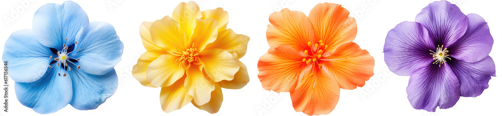 Obraz premium Colourful flower blossom collection, four colour bundle (blue, yellow, orange, violet) isolated on white background as transparent PNG, generative AI