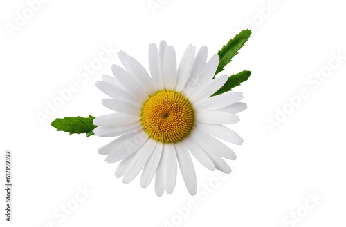 Chamomile flower with chamomile leaf isolated on transparent background. Daisy flower, medical plant. Chamomile flower head as an element for your design.