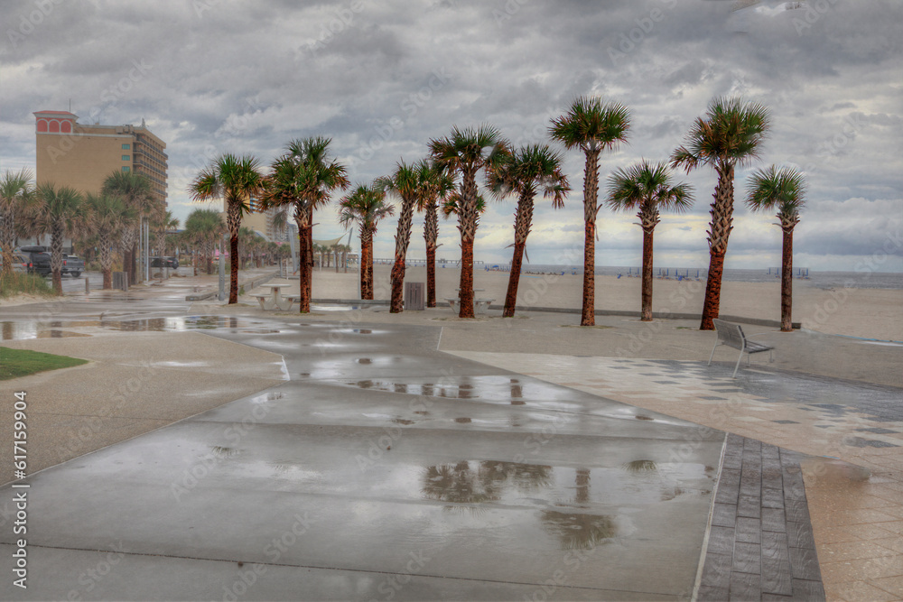 Line of Palm Trees. A row of palm trees line the Beachwalk at Gulf