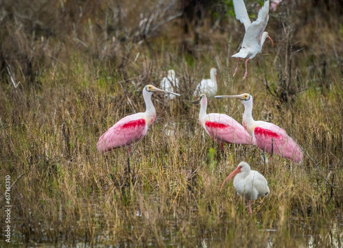 A group of Roseate Spoonbill and White Ibis feeding in marsh grasses at Black Point Wildlife Drive, Merritt Island NWR photo