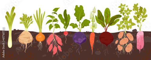 Root vegetables grow in soil, infographic diagram with underground patch vector illustration. Cartoon harvest of tubers with leaf and veggies bulbs growing in ground of field or backyard garden © Natalia