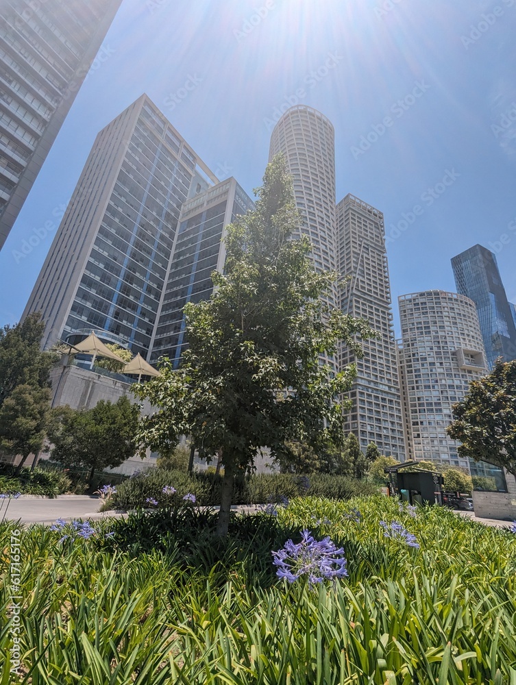 Fototapeta premium Buildings at La mexicana park, pine tree and flowers on foreground, Mexico city