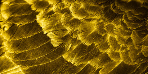 gold feather pigeon macro photo. texture or background
