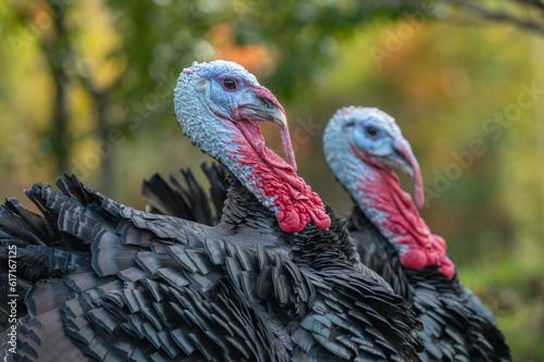 Pair of male domestic turkey in farmyard.
