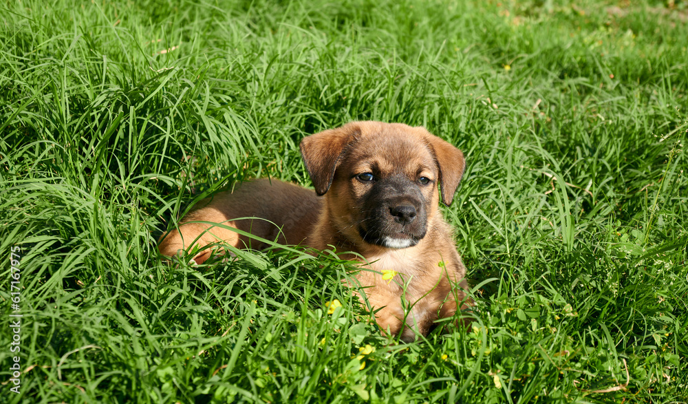 An adorable brown puppy laying down on the grass