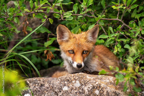 Portrait red fox Vulpes vulpes. The fox cub is resting lying on a rock