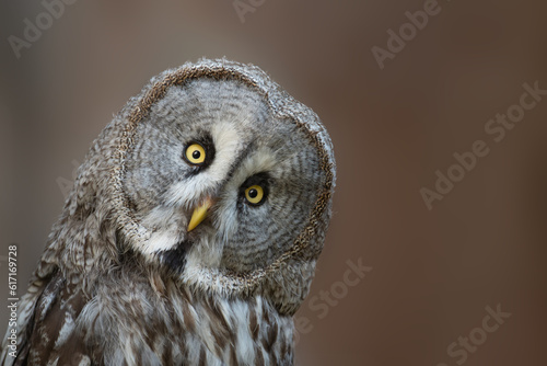 Great grey owl Strix nebulosa, also known as Great gray owl
