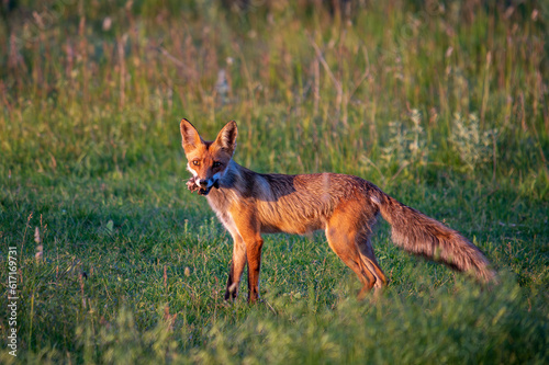 Red fox Vulpes vulpes. A fox stands in a meadow