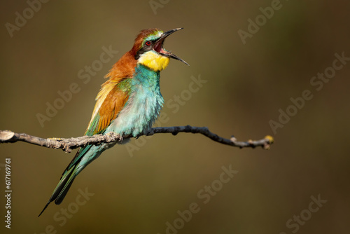 European bee-eater Merops Apiaster in the wild