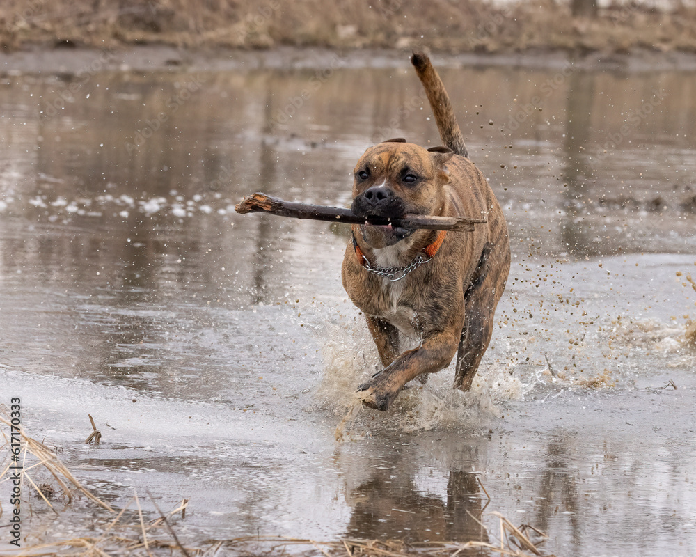 Wild and Free: A Pet Dog's Mud-Splattered Fun in the Farmer's Field with Stick in Mouth.  Photography. 