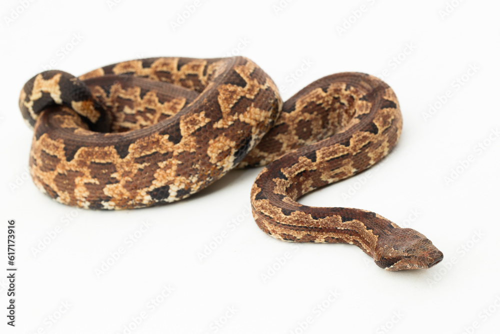 Solomon island ground boa snake or Candoia carinata paulsoni isolated on white on white background Solomon island ground boa snake or Candoia carinata paulsoni isolated on white on white background