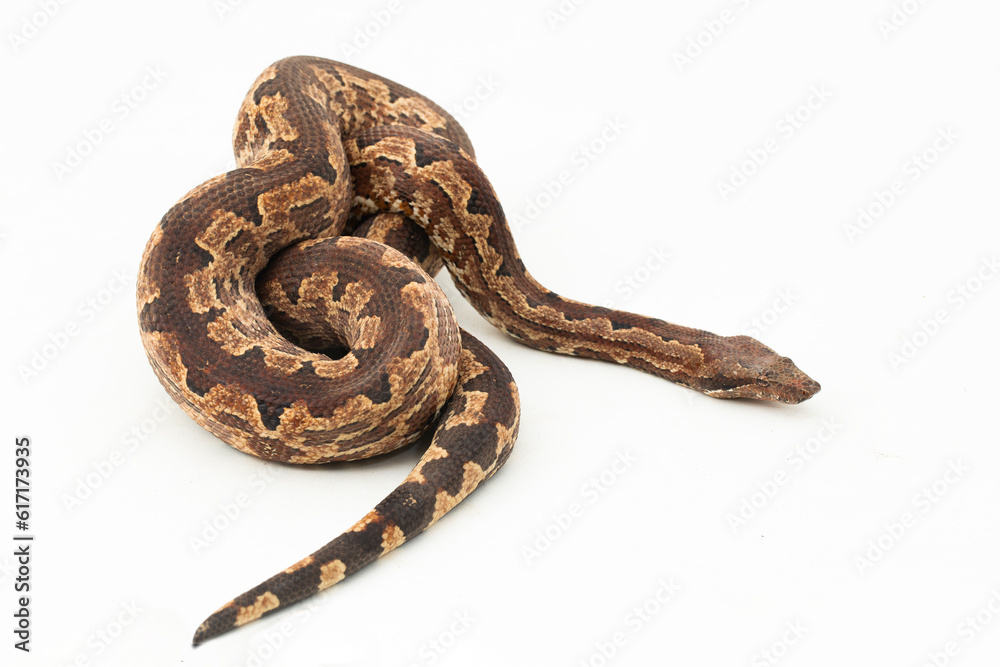 Solomon island ground boa snake or Candoia carinata paulsoni isolated on white on white background Solomon island ground boa snake or Candoia carinata paulsoni isolated on white on white background
