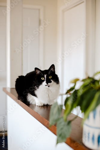 A large black and white cat looking at the camera for a photoshoot.