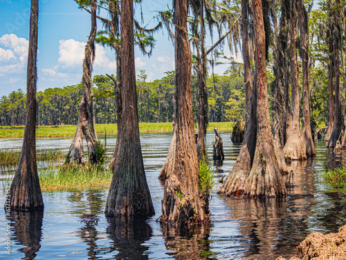 Cypress trees in the water on a Florida lake with blue sky background.