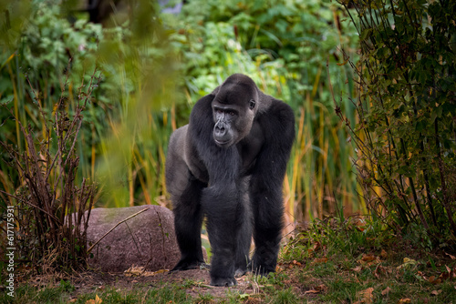 gorilla  © Krzysztof