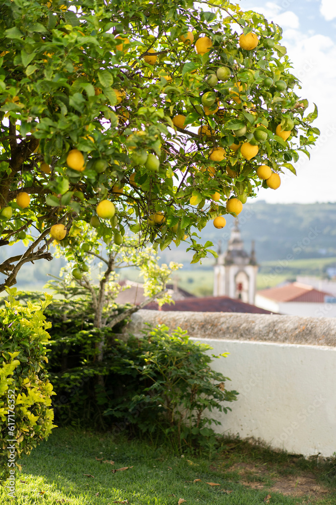 Φωτογραφία Lemon tree in the sun in the city of Obidos in Portugal