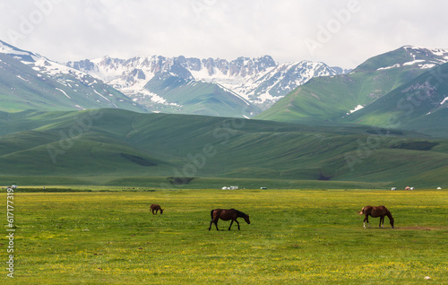 Horses feeding the grass in the background of snowy peaks of a mountain range. Ala Bel pass  Bishkek Osh highway in Kyrgyzstan