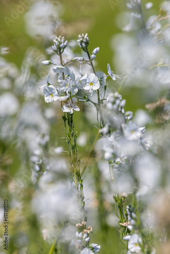 Gentian speedwell (veronica gentianoides) flowers in bloom © tom