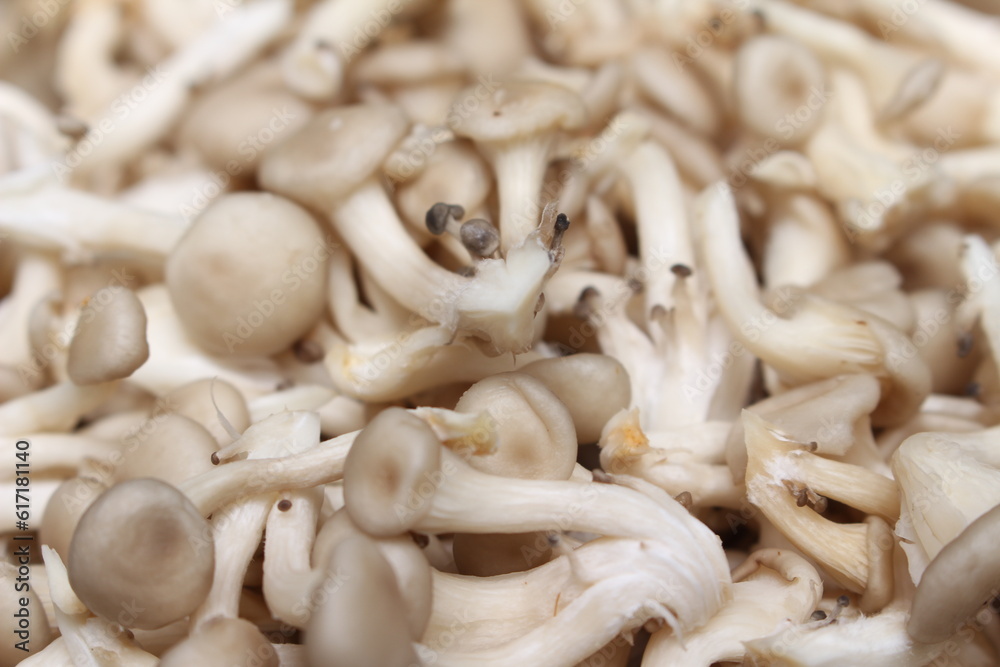 close up of a mushroom. close up view of a mushroom. closeup on shimeji mushrooms. close up of a mushroom. close up view of a mushroom. closeup on shimeji mushrooms.