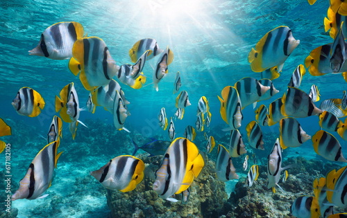 Photography Tropical fish with sunlight underwater in the pacific ocean (shoal of Pacific do