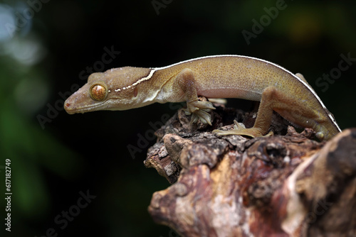 White-lined Gecko (Gekko vittatus) on wood. photo