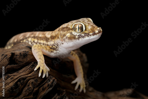 Sand Gecko (Stenodactylus petrii) on wood.