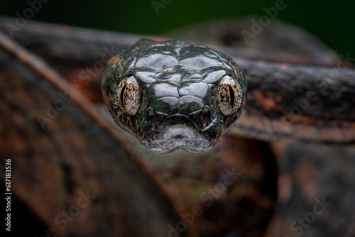Boiga bengkuluensis is a new and rare species of snake of the family Colubridae. The snake is found in Indonesia (Sumatra and Bengkulu Province).