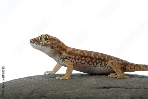 Sand Gecko (Stenodactylus petrii) isolated on white background.