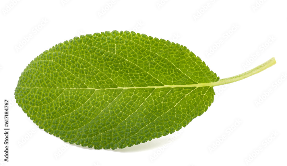 Obraz premium Fresh sage leaf