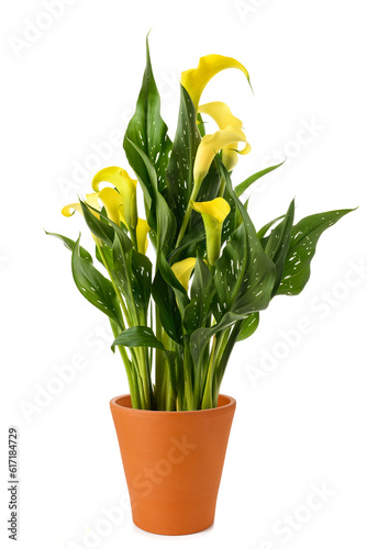 Yellow calla plant in vase