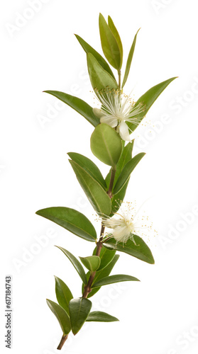 Common myrtle branch with flowers