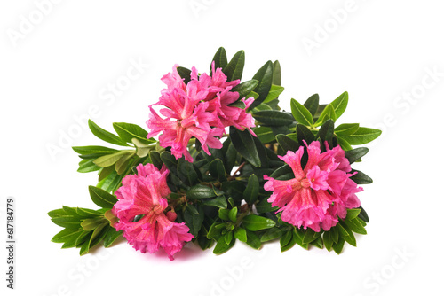 Rusty leaved alpenrose