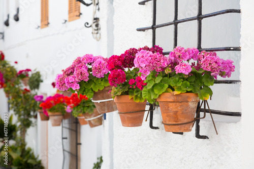 Geranium plants on the white wall of an Andalusian village, Spain