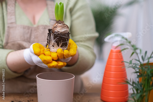 Billede på lærred close up healthy roots of hyacinth plant during the repotting process